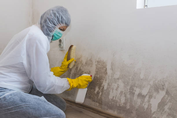 Best Local Mold Removal Service  in Nixa, MO