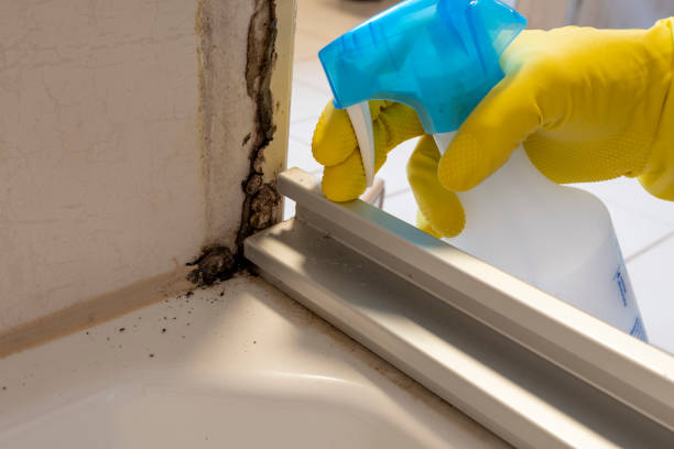 Trusted Nixa, MO Mold Removal Experts