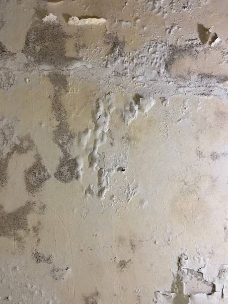 Mold Testing and Removal in Nixa, MO