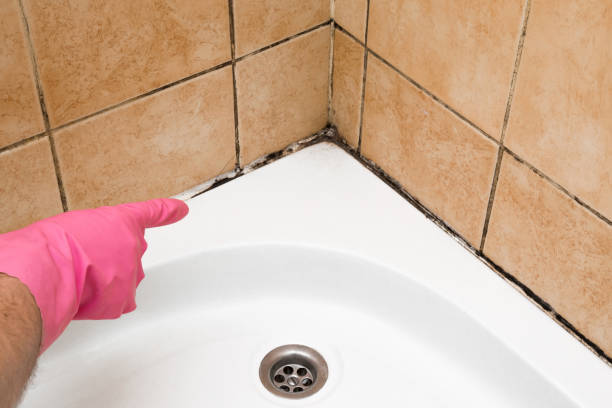 Best Commercial Mold Removal  in Nixa, MO